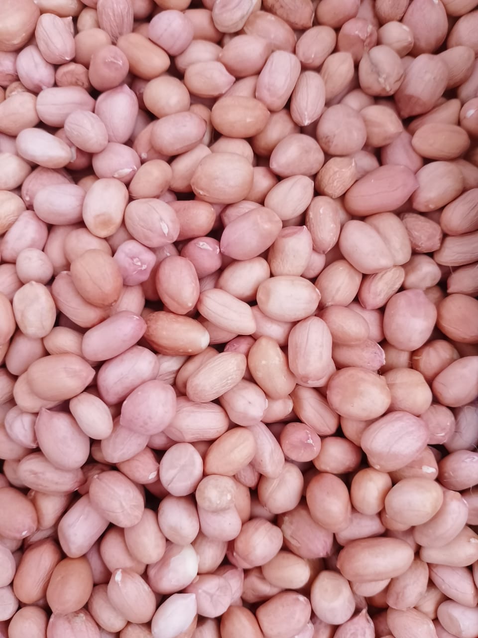 Groundnut Peanuts